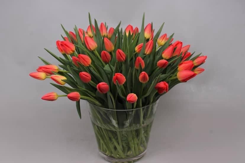 Friendship in Red - Tulp